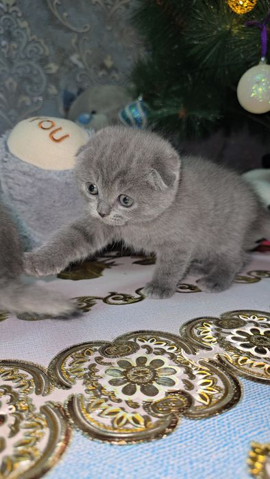 Шотландский фолд девичка
