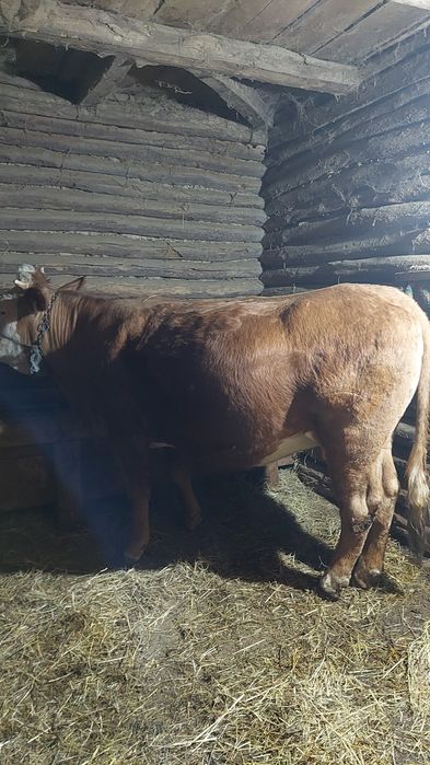 Vând junincă bălțată