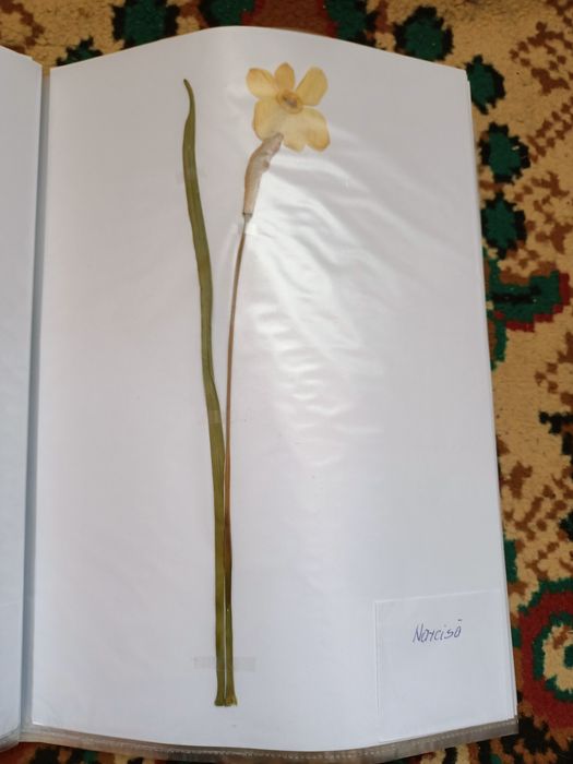 Vand ierbar / ierbare plante medicinale pentru studenti si elevi