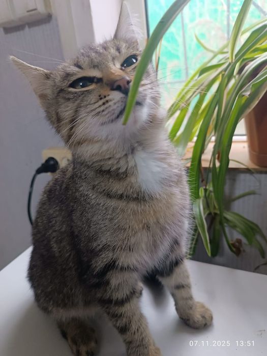 Кот и кошечка подростки