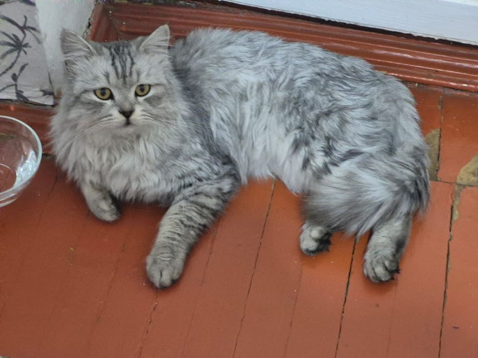 Кошки в Добрые Руки !!!