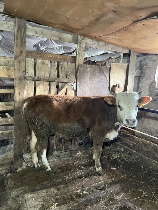 15 бас бұқашық пен қашар , откорм