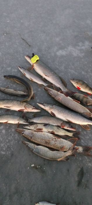 Щука свежая  , рыба