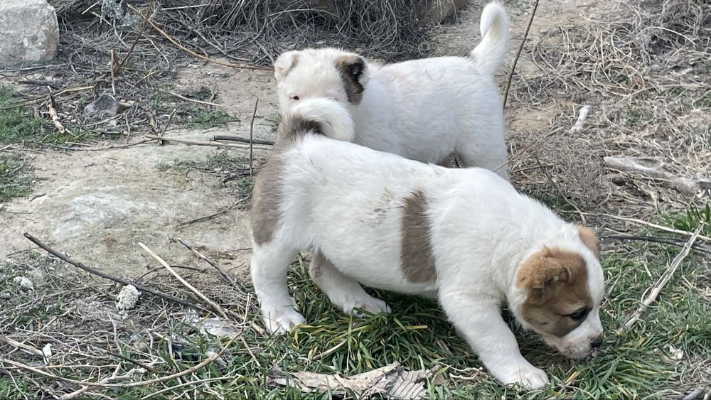 Алабай күшіктер сатылады