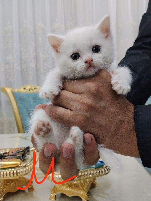 Продаются котята от правильной вязки