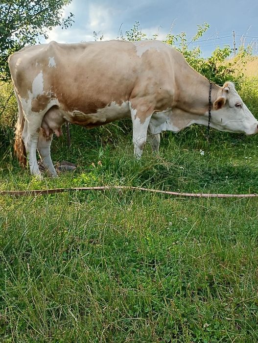 Vand vaca gestanta de 5 luni