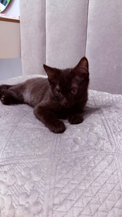 Котенок в добрые руки мальчик