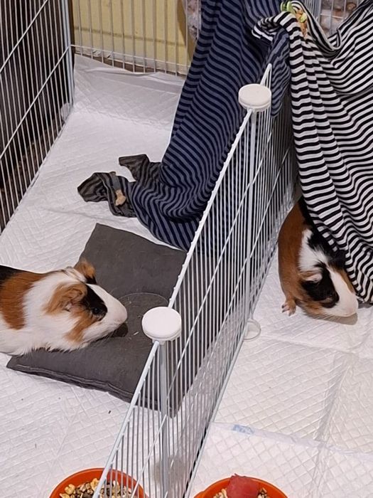 Морские свинки (Двое, один мальчик и одна девочка)