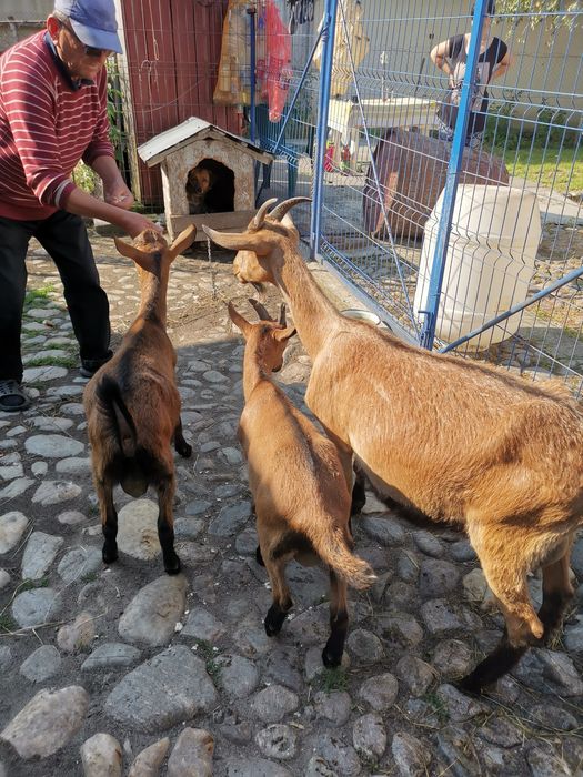 Capre Alpină de Banat