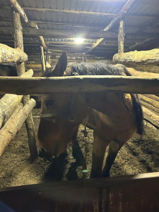 Продам лошадь бие