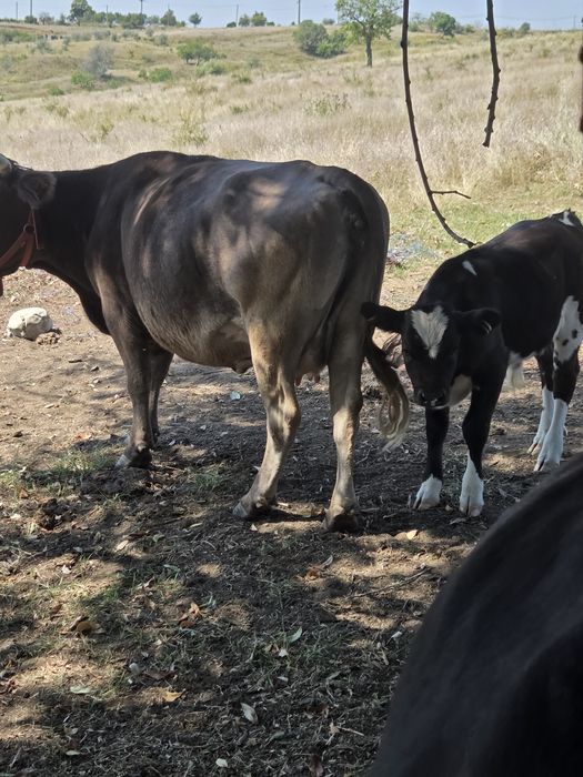 Vaca cu vitel de vanzare
