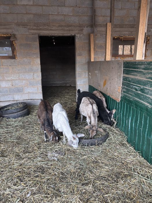 Козы англо-нубийские