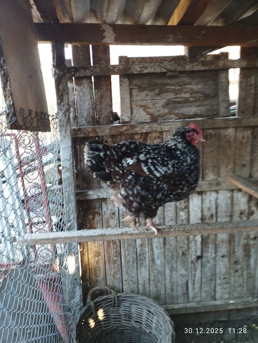 Găini Susex portelan