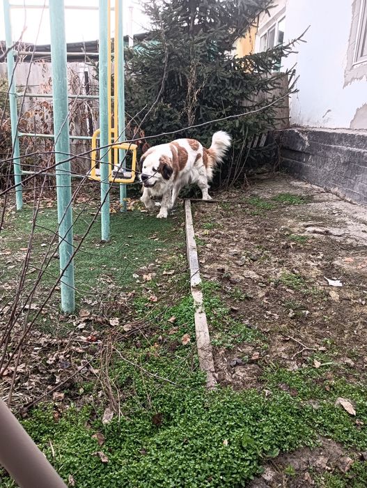 Отдам даром московская сторожевая