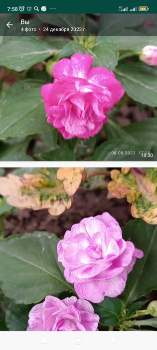 Бальзамины сортовые махровые