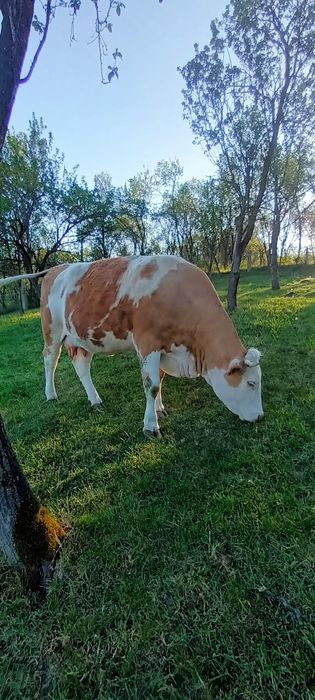 Vaca tinara 4ani la o doua fatare
