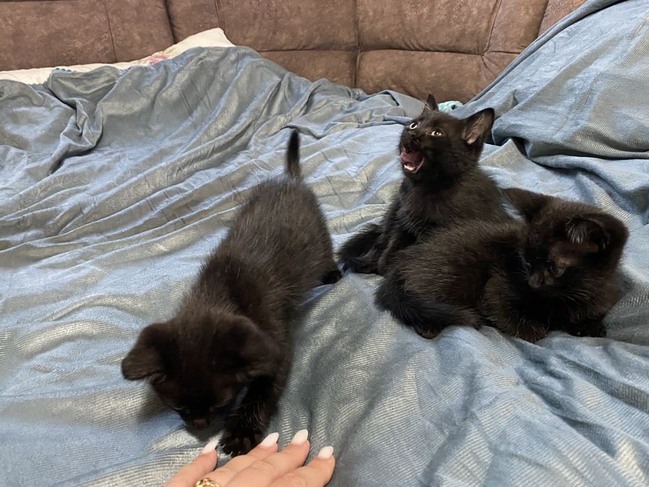 Котята чёрные девочки 1,5 месяца