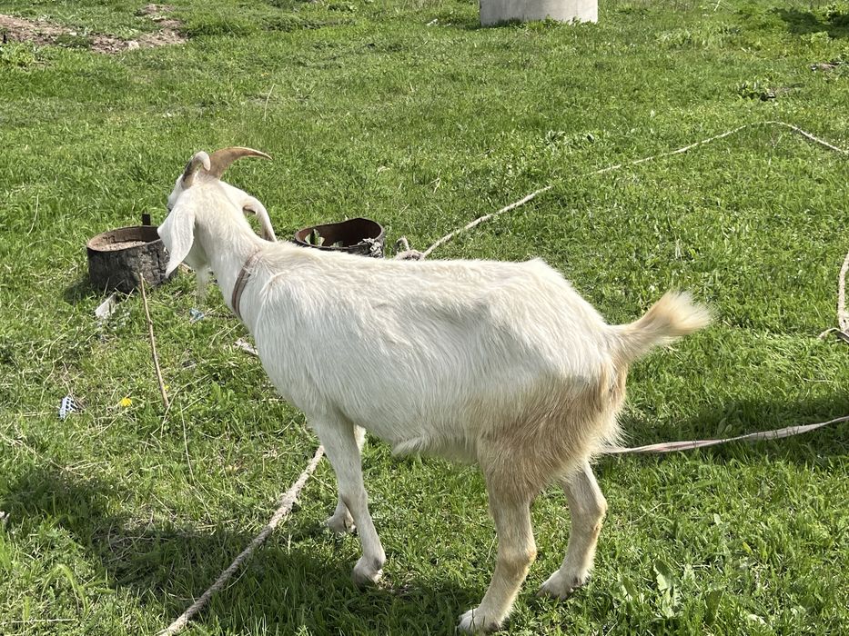 Занен ешкы сатылады