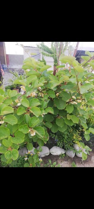 Киви ва хандон писта кучатлари бор 1 ва 3 йилликлари бор.  Нархи 50.00