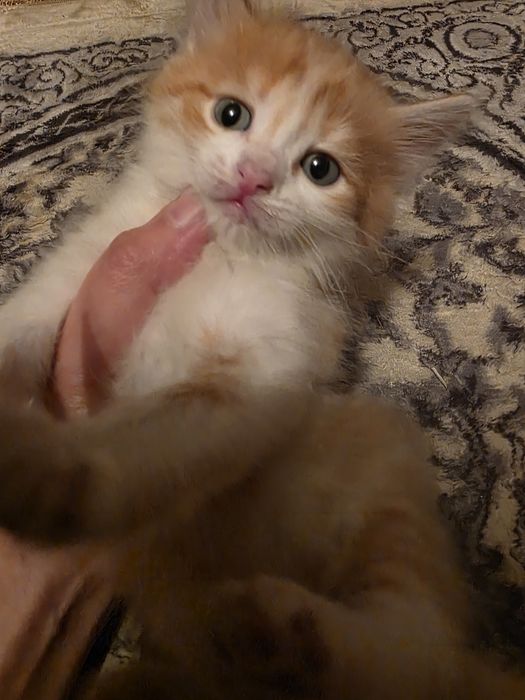 Отдам котёнка (мальчик)в добрые руки