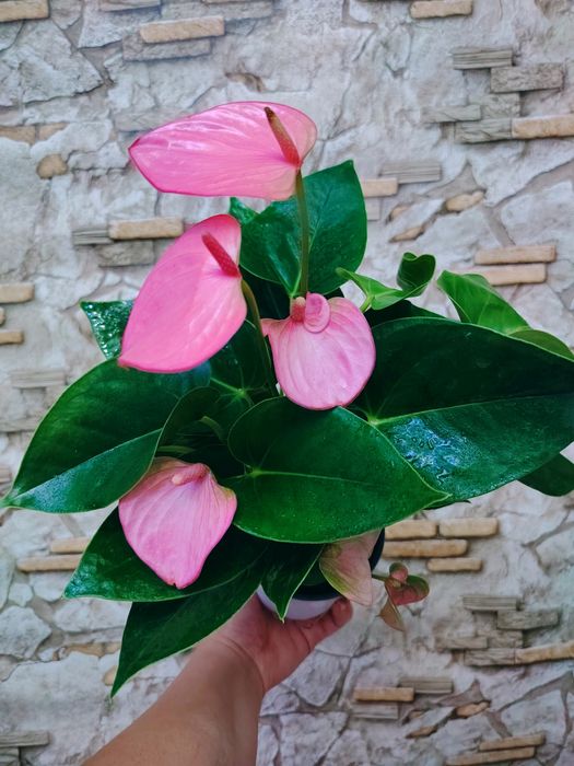 Anthurium andraeanum
мужское счастье
