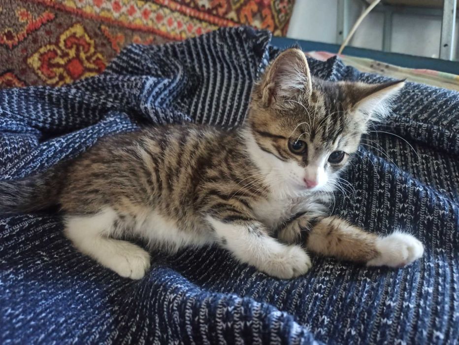 Ласковый домашние котята
