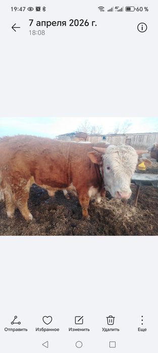 Продам быка 1 год и 3 месяца.