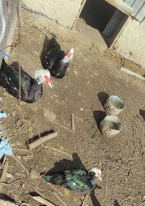 Утки взрослые продаю