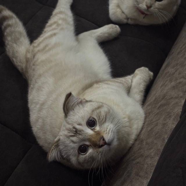 Scottish fold, quloqchasi qaytgan, juda mehribon