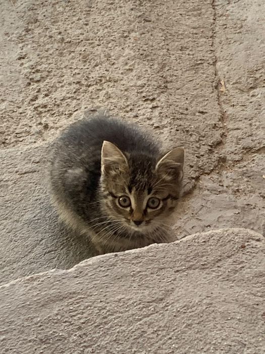 Отдам котят бесплатно