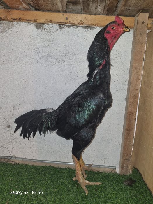 Бойцовский петух