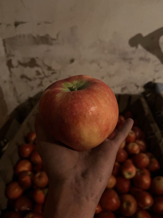 Продам яблоки американка