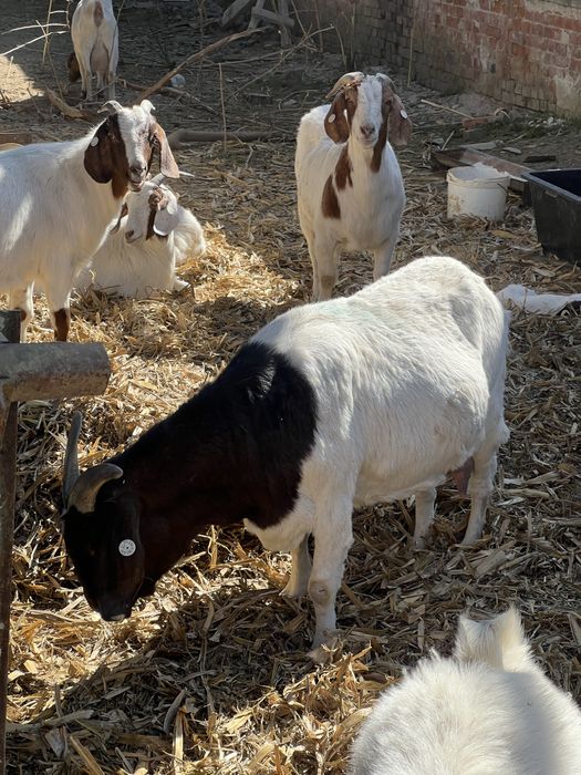 Disponibile capre si iezi din rasa boer !
