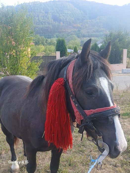 Vând său Schimb Mânz de 1 și 8 luni