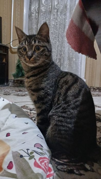 Hadya qilinadi mushukcha