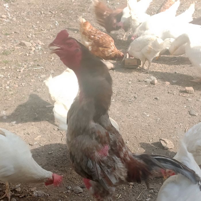 Продам питуха дакана