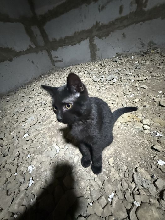 Котенку нужен дом