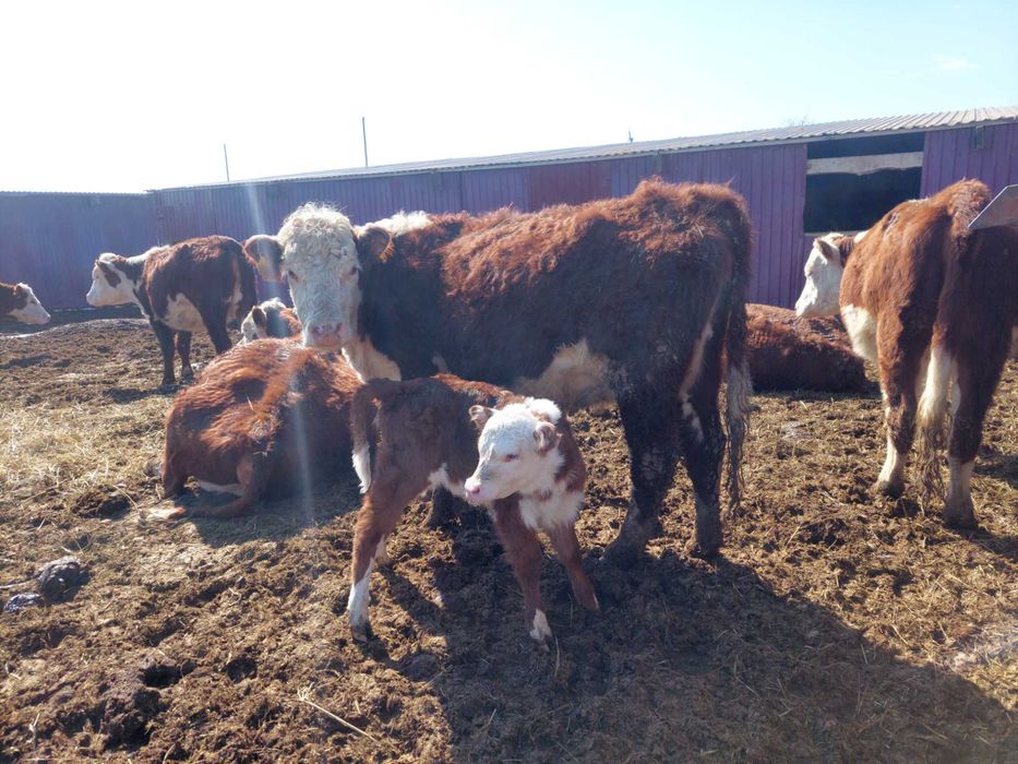 Продам племенных коров с телятами.