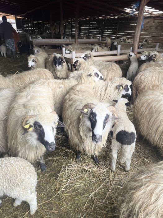 Oi de vanzare!!!