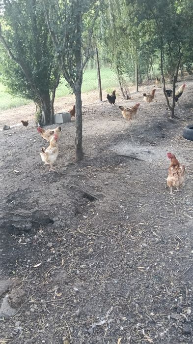 Vând găini rasa mixta