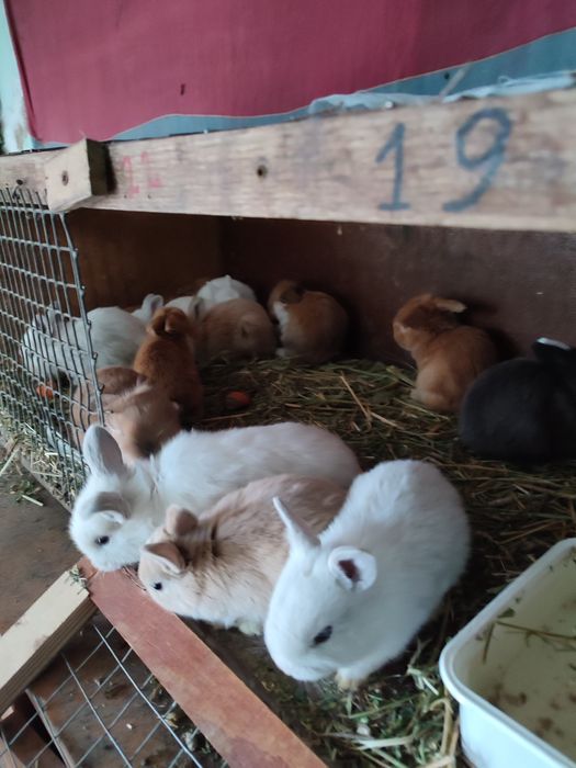 Кролики декоративные