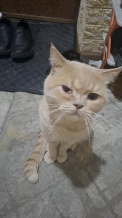 Отдается к хорошие руки короткошерстный британский кот