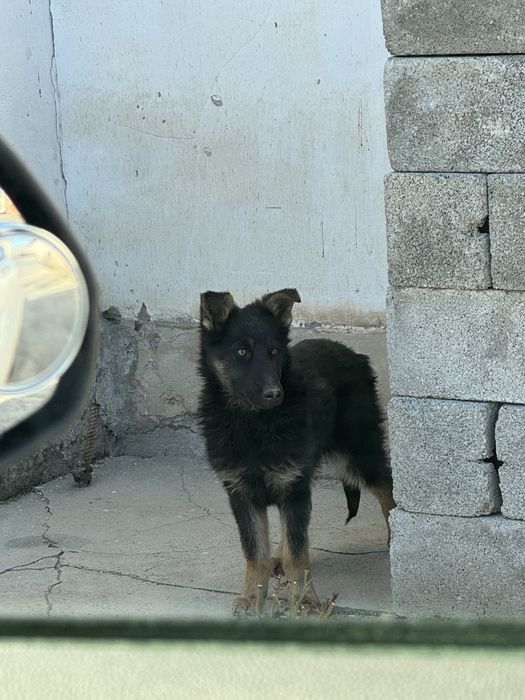 Продам щенка немецкой овчарки