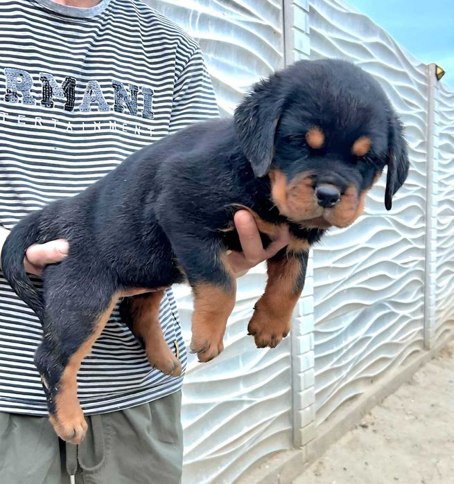 Pui Rottweiler cu pedigree