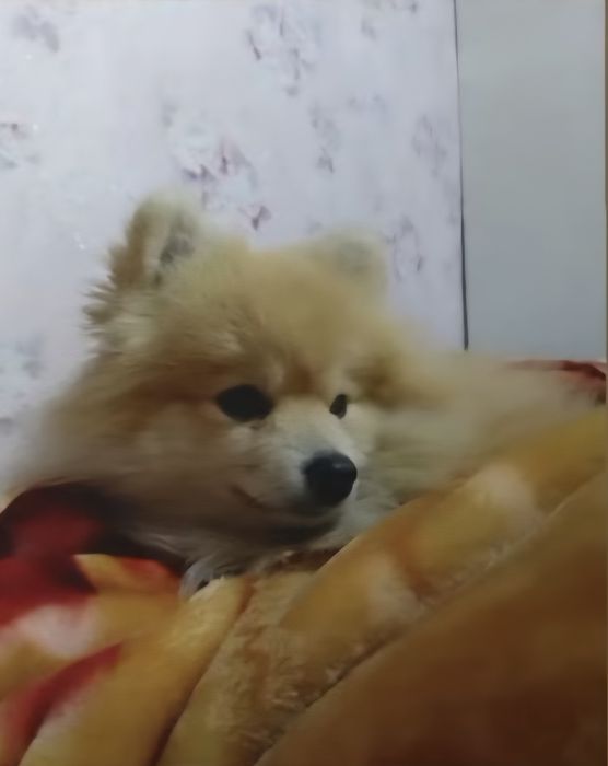 Немецкий шпиц на ВЯЗКУ.. Мальчик.