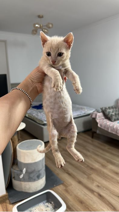 Котята в самые добрые руки