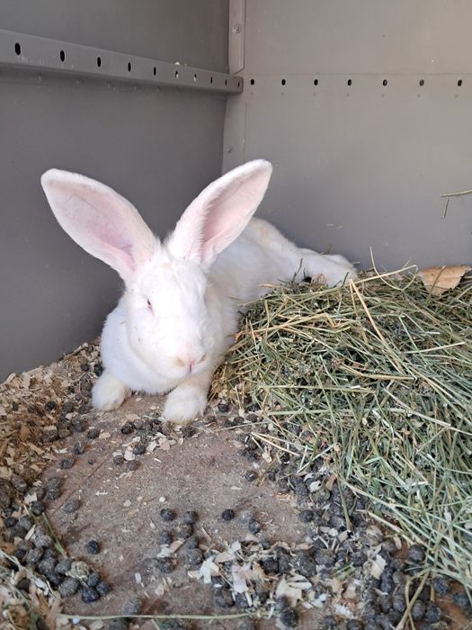 Vând/schimb iepuri!