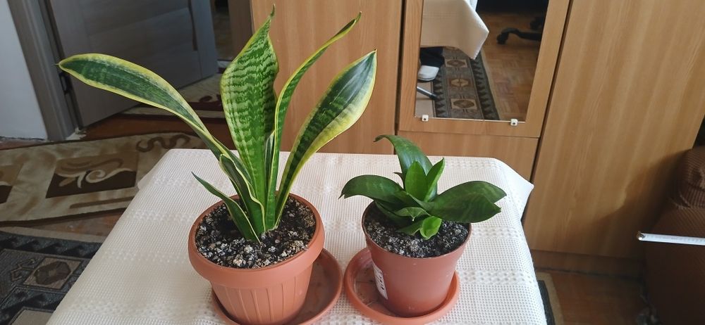 2 ghivece Sansevieria 50 lei amândouă