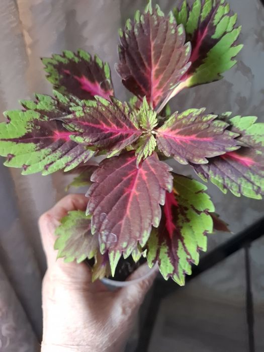 Комнатные цветы в копилочку