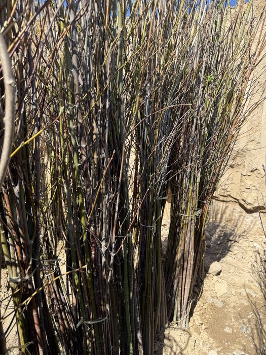 Mevaliy va dekarativniy kochatlar  6 000 so’m  kamida 100 ta olganga